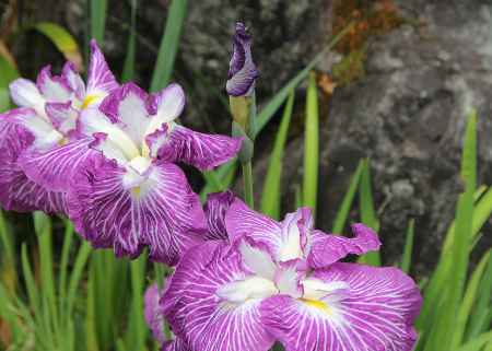 三室戸寺のショウブ