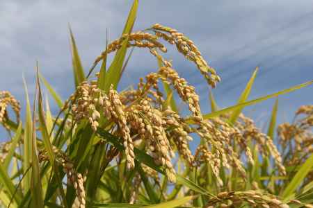 実るほど頭をたれる稲穂かな