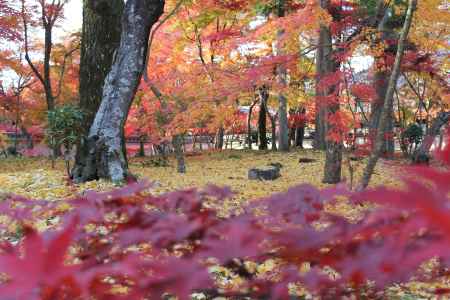 紅葉の永観堂境内
