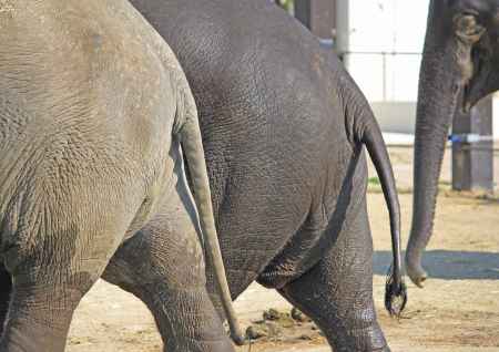 足並みそろえてゾウの行進
