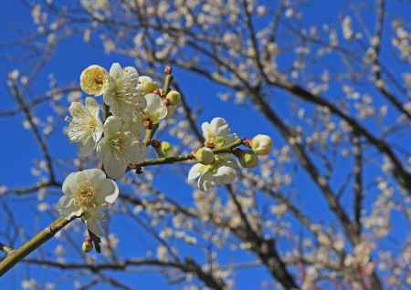京都御苑の白梅