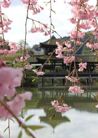 平安神宮　東神苑の栖鳳池に咲く枝垂桜
