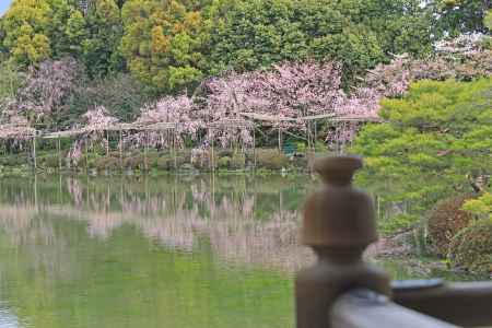 泰平閣より望む栖鳳池に咲く桜