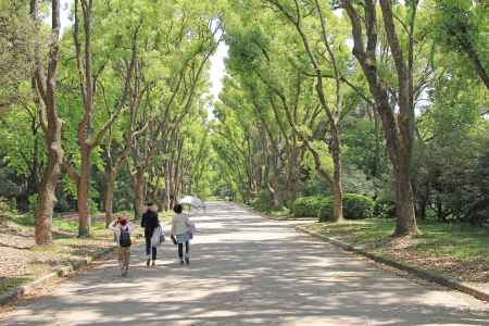 若葉萌えるくすのき並木