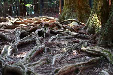鞍馬寺の木の根道-5