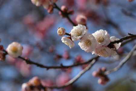 白梅　京都御苑梅林にて