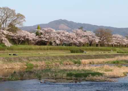 大文字山が見下ろす賀茂川の桜