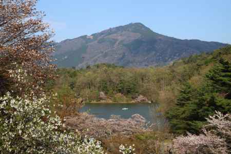 比叡山をバックに桜に包まれた宝ヶ池