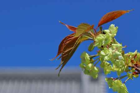 淡いみどりの御衣黄桜