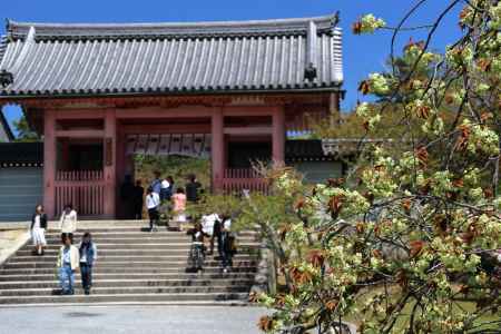 仁和寺の中門下で咲く淡いみどり色の御室桜