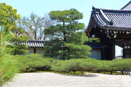 仁和寺御殿の這い松