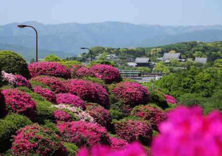 蹴上浄水場のつつじ