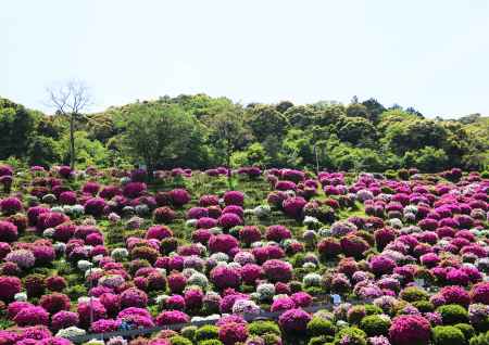 満開のつつじ