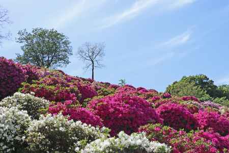 つつじ満開