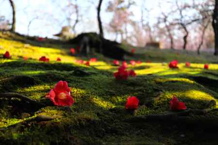 落花してなお咲く椿