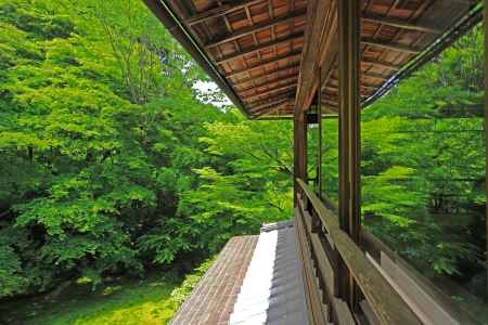 青もみじ　瑠璃光院の書院の窓に映る