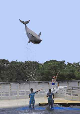 イルカの大ジャンプ