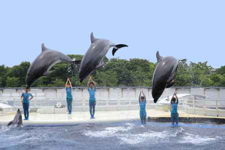イルカの大ジャンプ