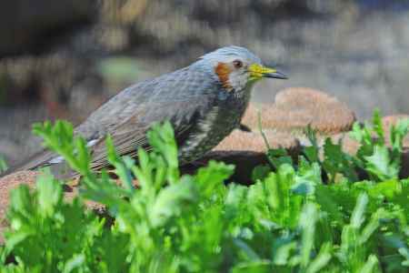 ムクドリの朝食