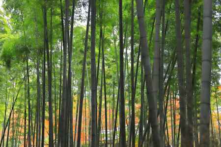 竹林の奥に紅葉