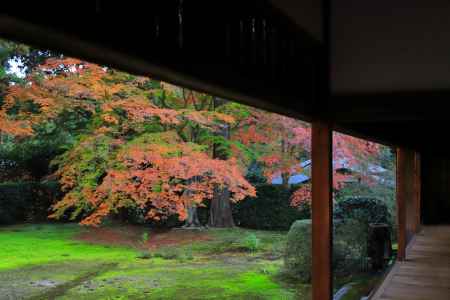 圓通寺のもみじ