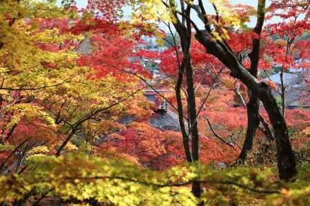 錦織りなす常寂光寺の紅葉
