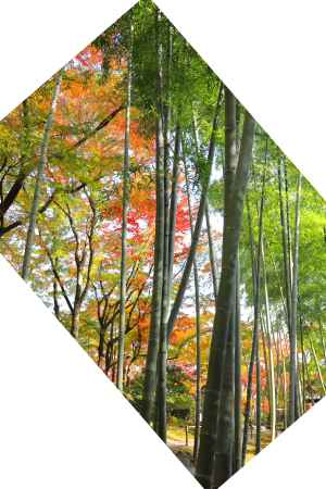 竹林と紅葉