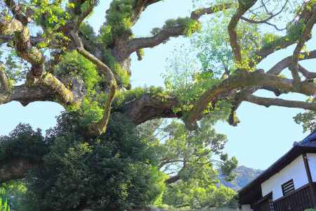 青蓮院の楠