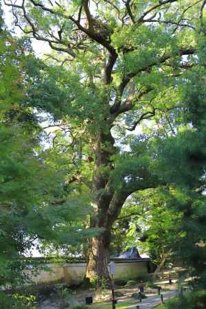 青蓮院の庭園の楠