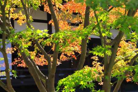 青、赤、黄色のモミジ