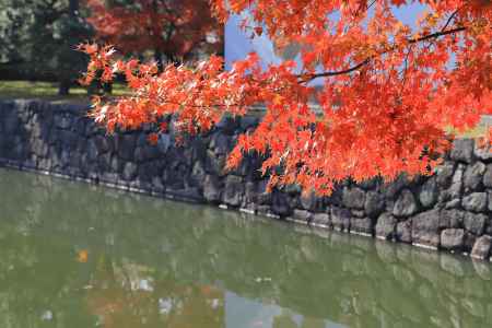 二条城内堀のもみじ
