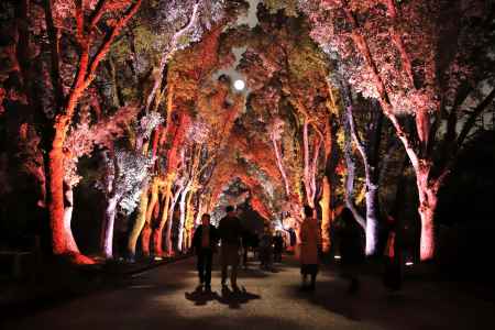 夜のくすのき並木