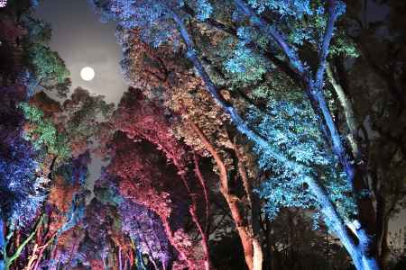 イルミネーションのくすのき並木にお月さん