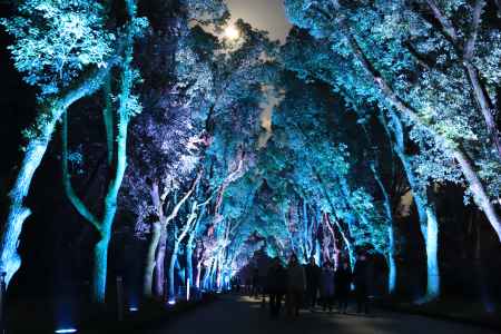 青く染まったくすのき並木