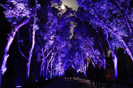 紫色に染まったくすのき並木