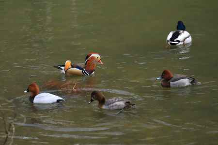 宝が池に野鳥飛来