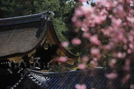 桜に包まれた朔平門