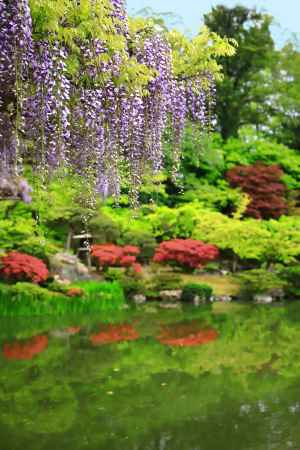 仙洞御所南池の藤