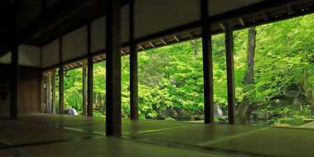 蓮華寺の若葉萌ゆる