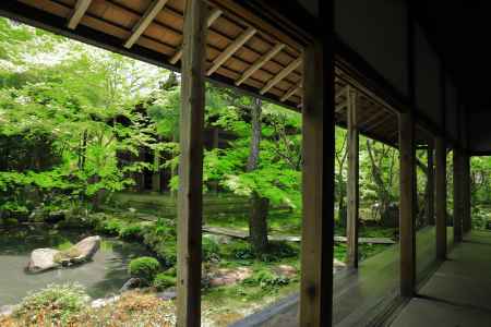青もみじにつつまれた蓮華寺