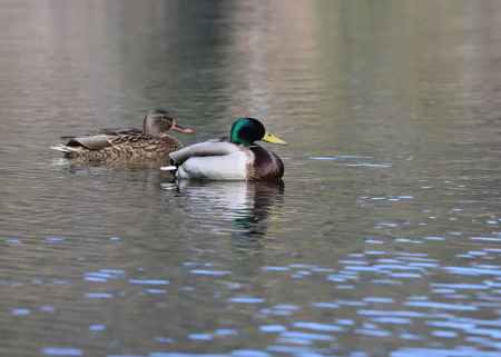 宝が池のマガモ