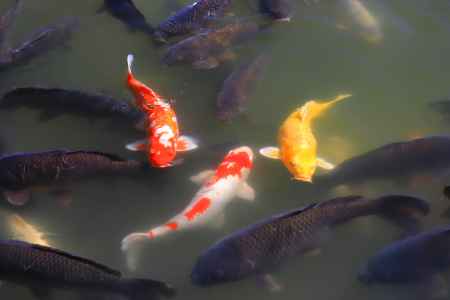 宝が池の鯉