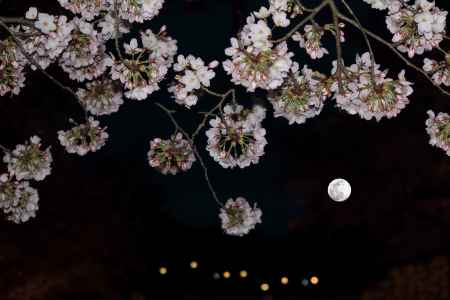 桜の向こうにスーパームーン