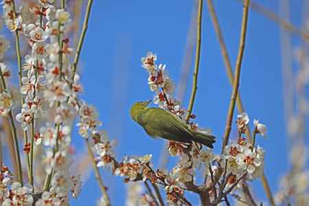 白梅にメジロ