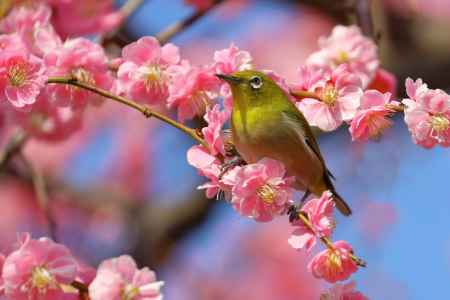 メジロが紅梅に止まる
