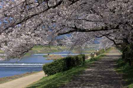 加茂川の桜