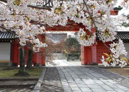 桜に包まれた真如堂の総門
