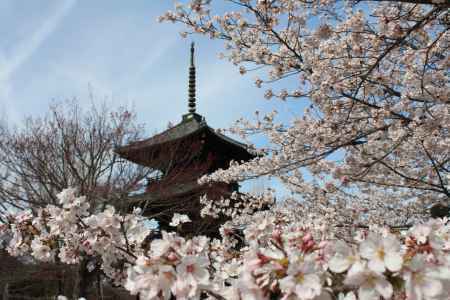 桜満開の真如堂