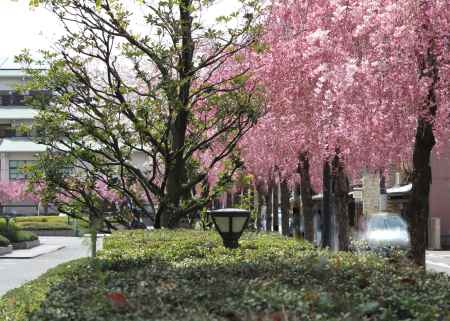 京都地方裁判所の紅枝垂桜