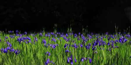 かきつばた群落